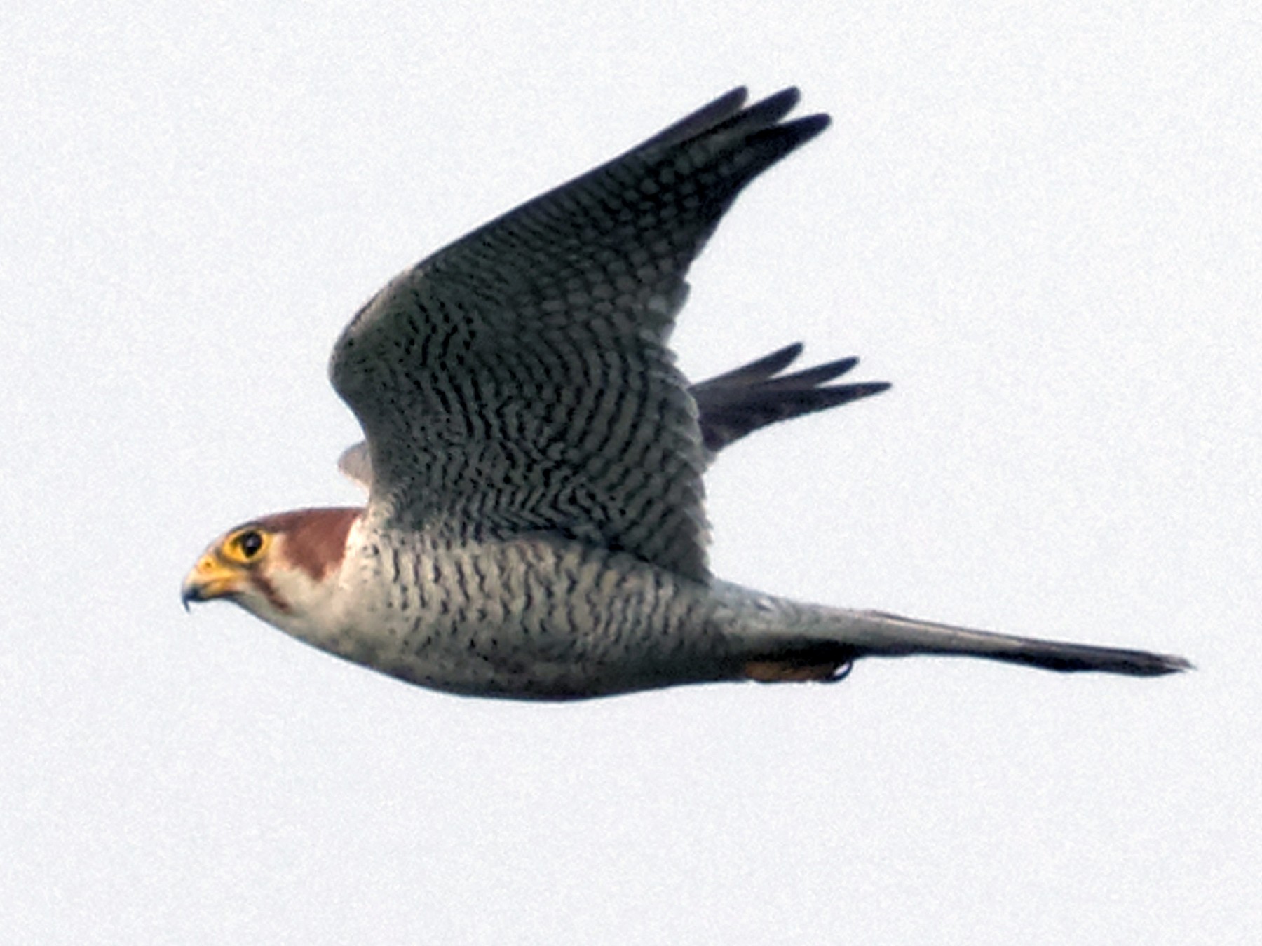 Red-necked Falcon - Able Lawrence