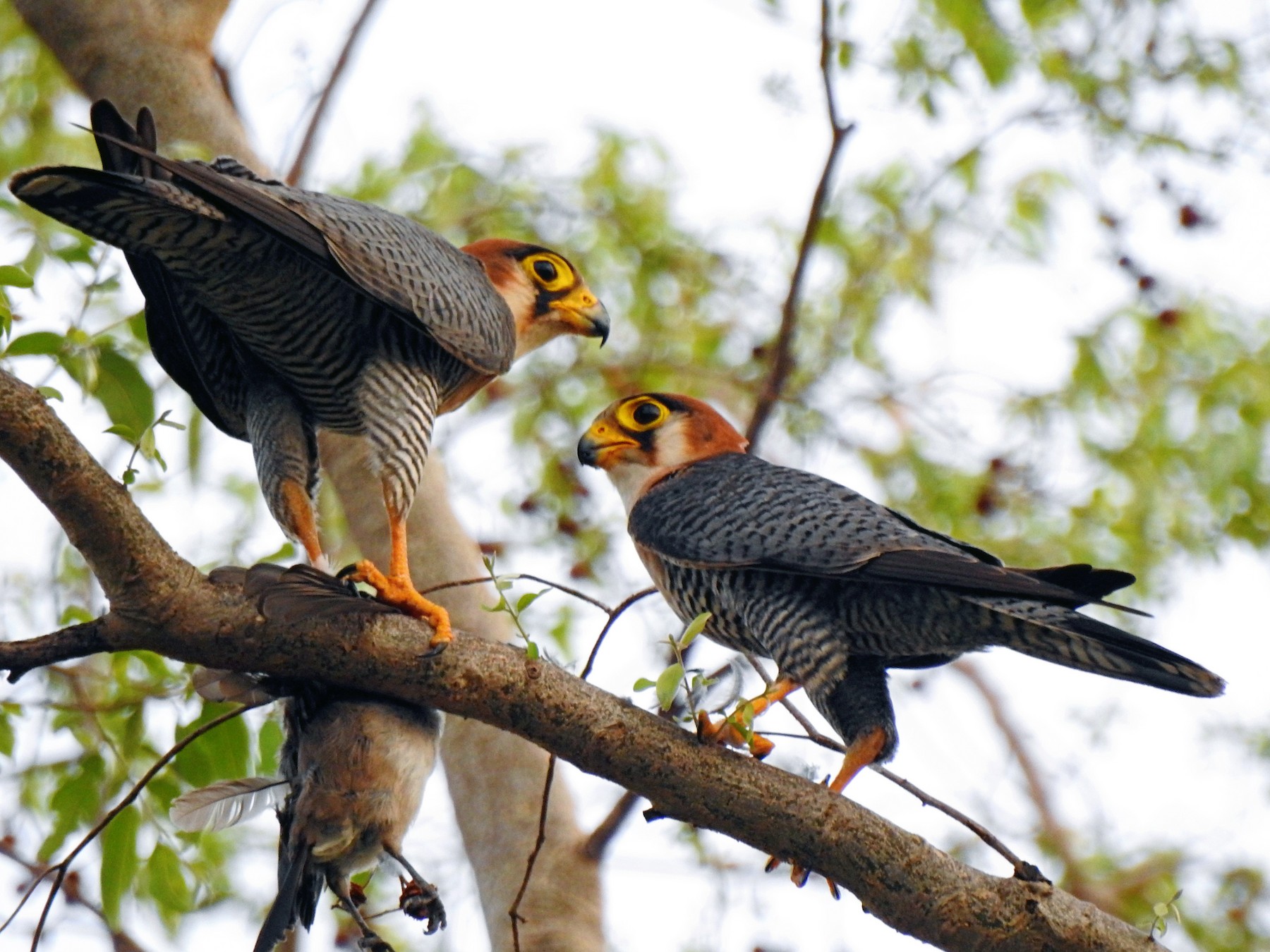 Red-necked Falcon - Joshua Smolders