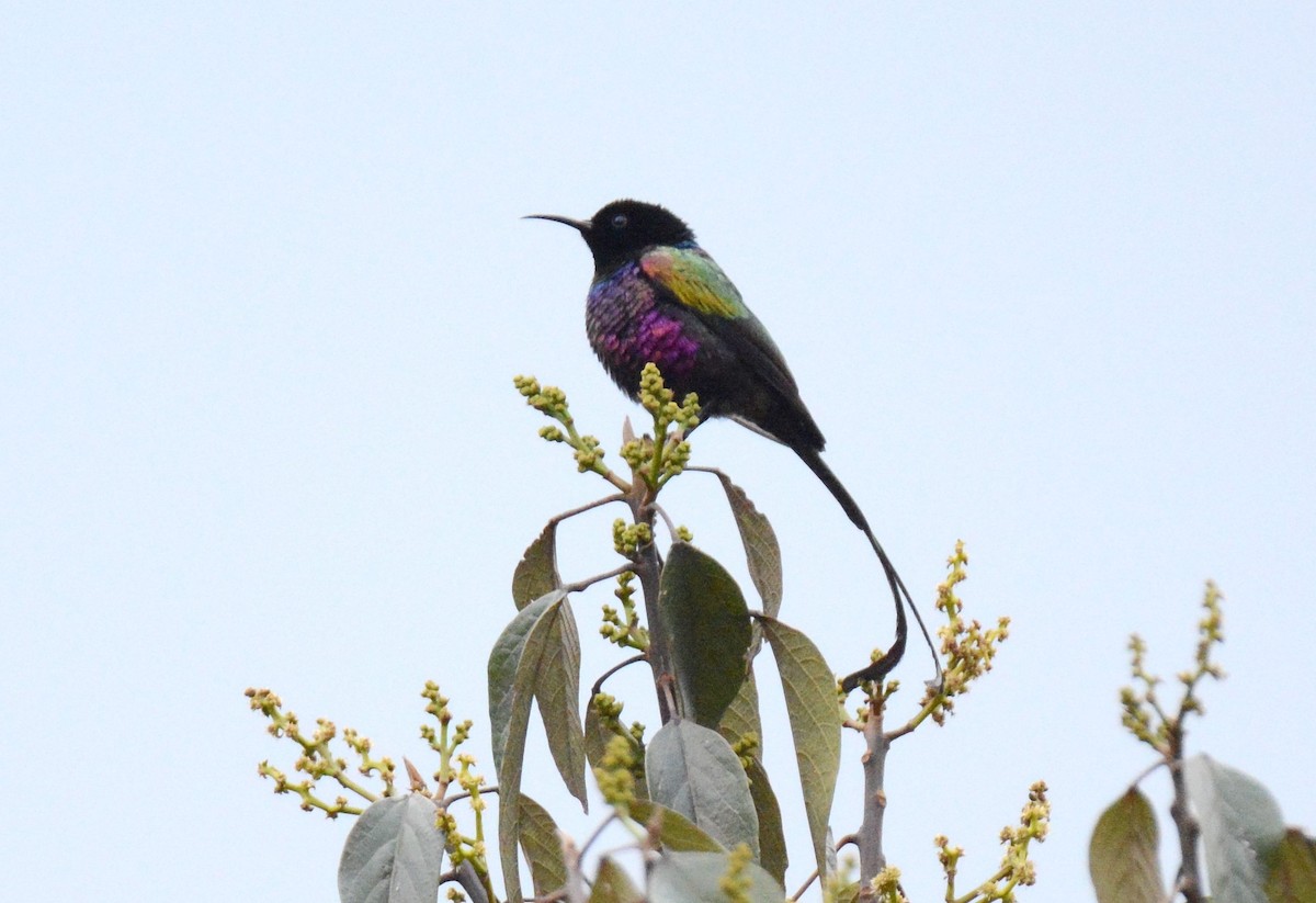 Purple-breasted Sunbird - Kyle Kittelberger