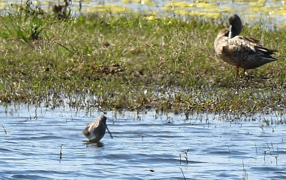 Long-billed Dowitcher - ML147380181