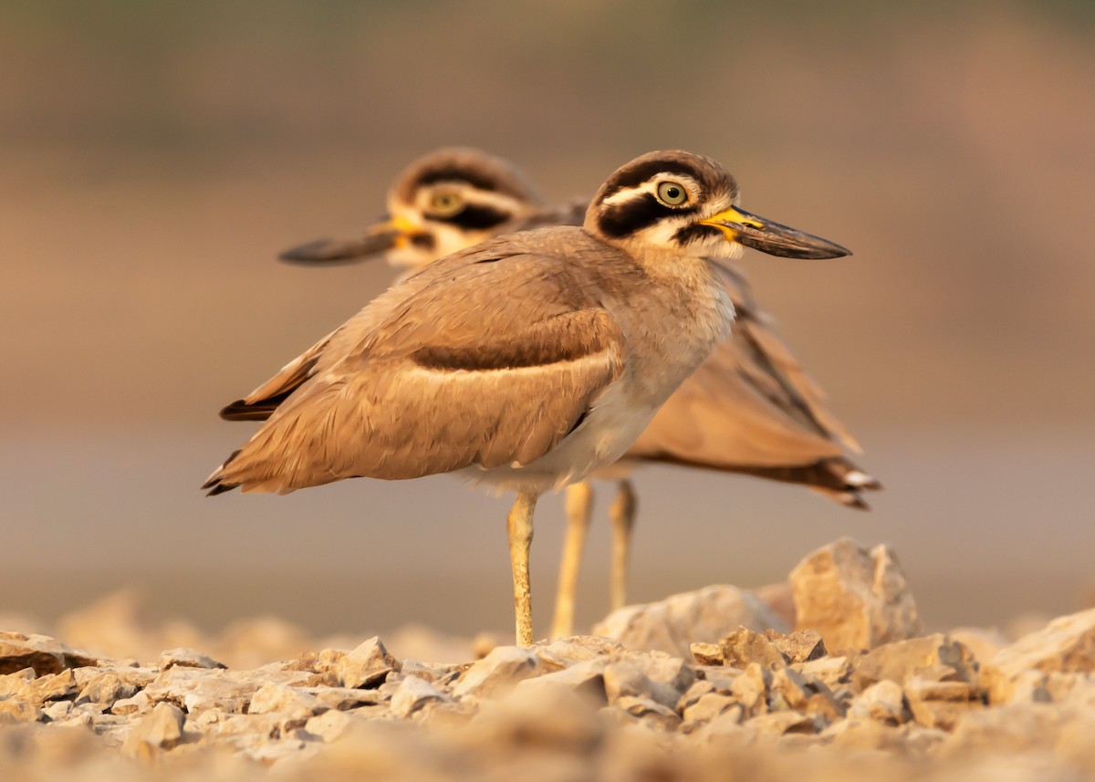 Great Thick-knee - ML147383121