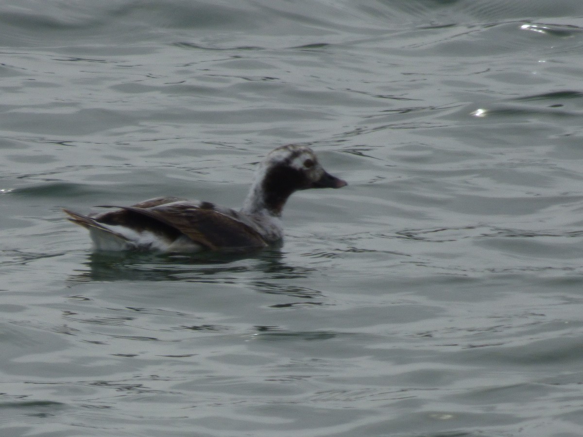 Long-tailed Duck - ML147384591