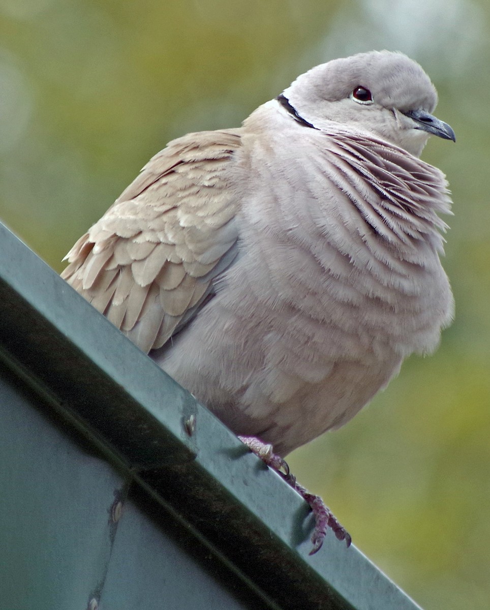 eBird Checklist - 20 Mar 2019 - I-95 Official Florida Welcome Center ...