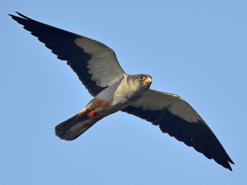 Amur Falcon - Abhilash Arjunan