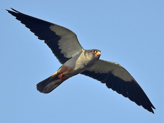  - Amur Falcon