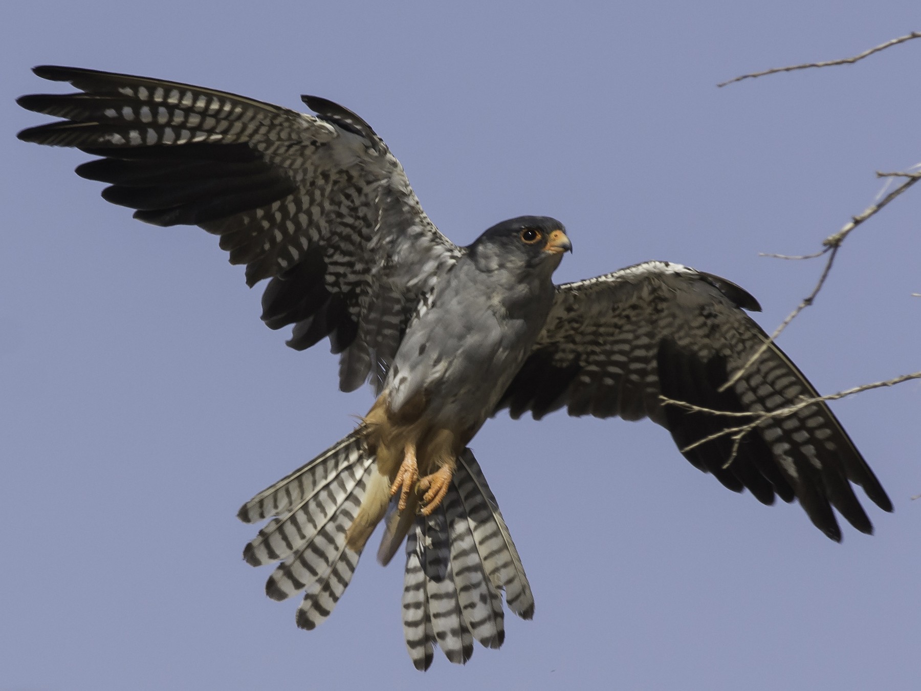 Amur Falcon - Batmunkh Davaasuren