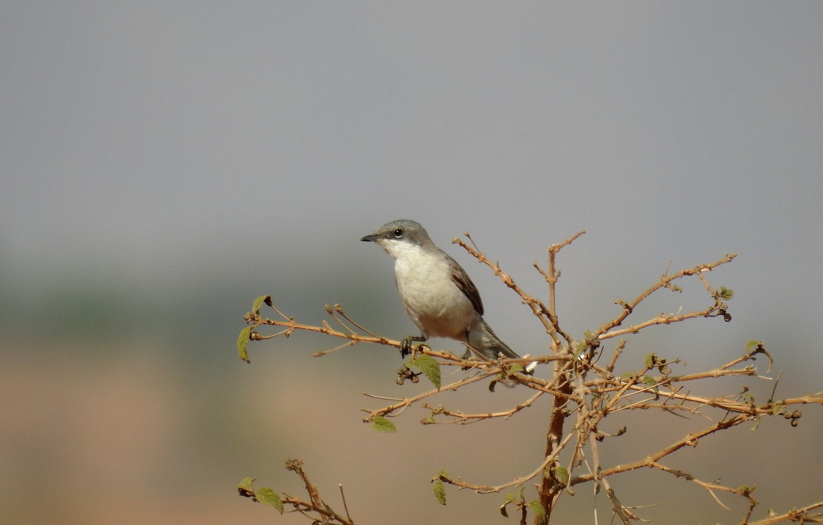 Lesser Whitethroat (Hume's) - Anonymous