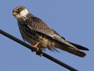  - Amur Falcon