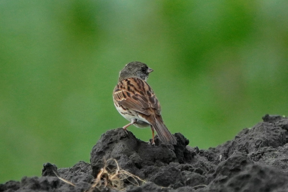 Black-faced/Masked Bunting - ML147390621