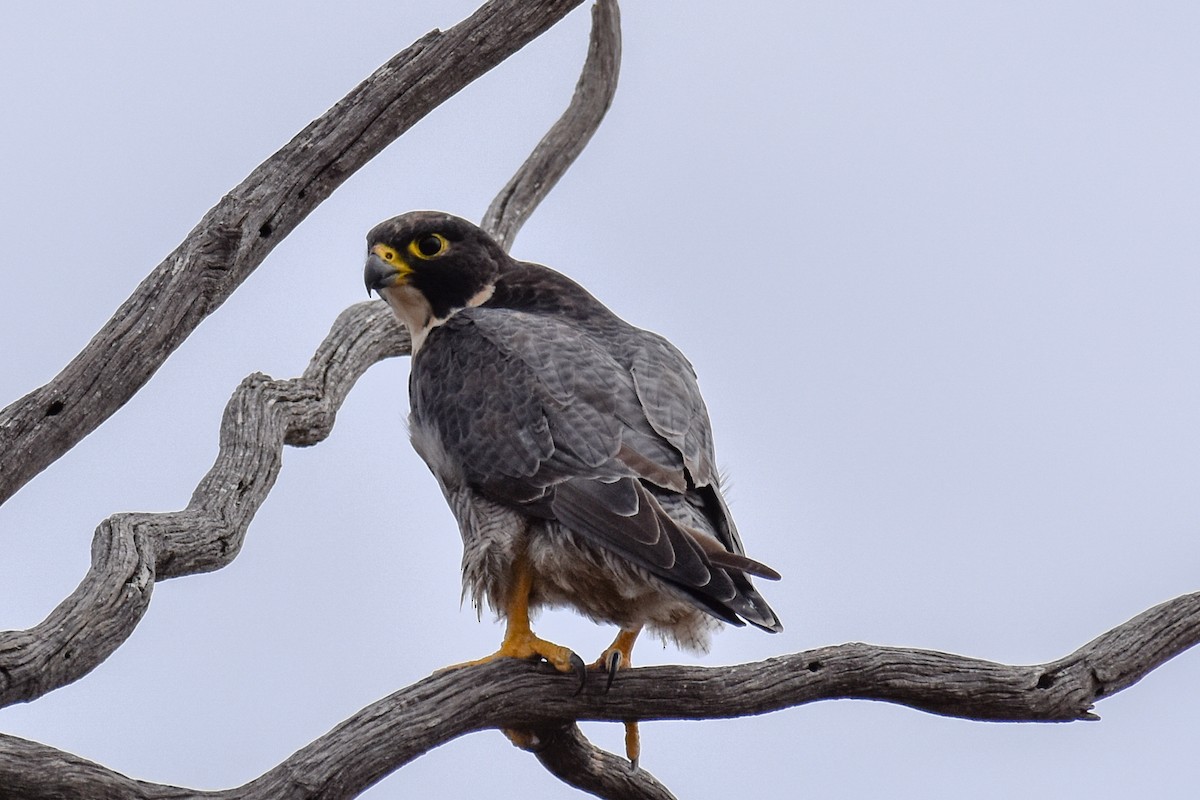 Peregrine Falcon - Peter Griffiths