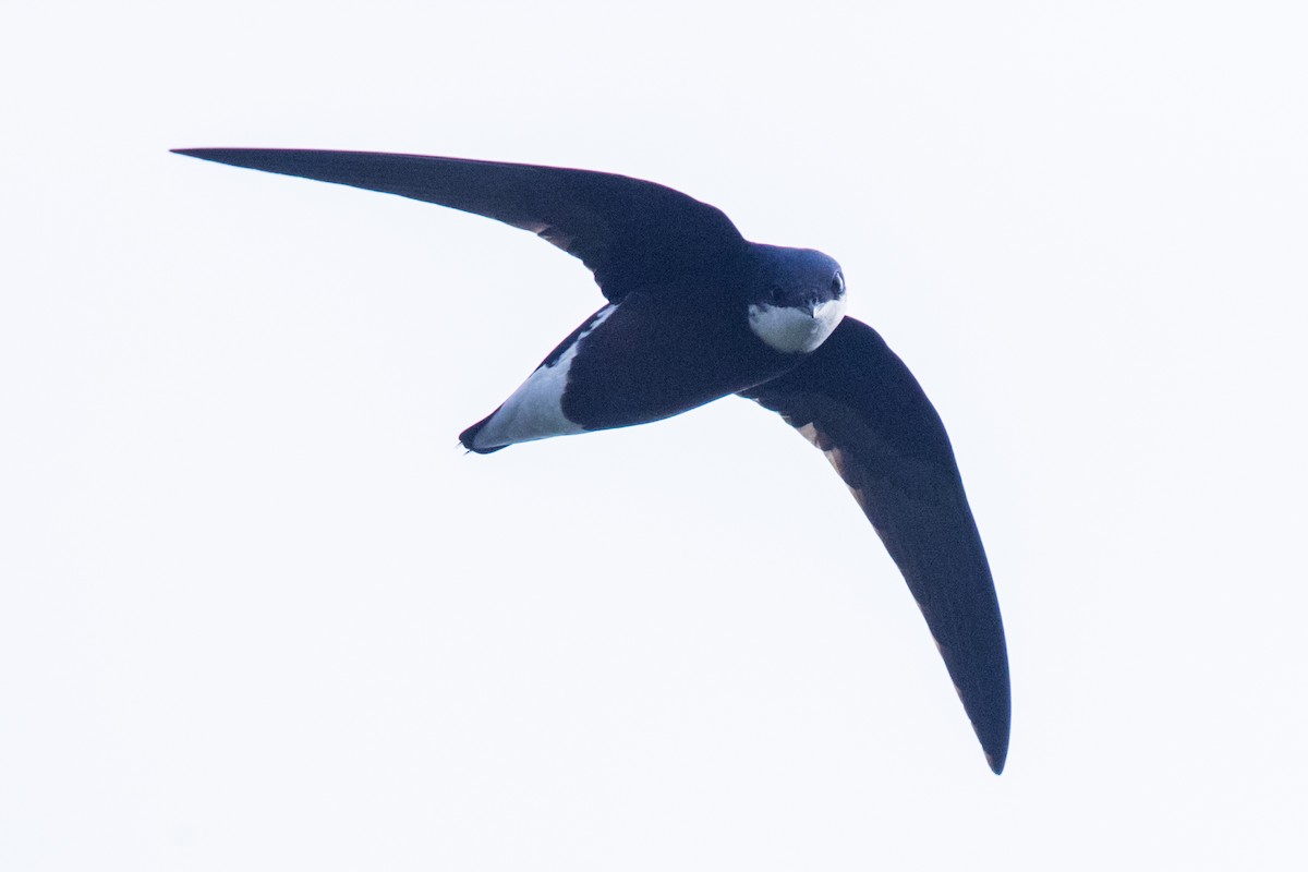 White-throated Needletail - Laurie Ross | Tracks Birding & Photography Tours