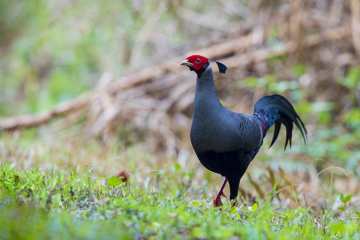 Siamese Fireback - Laurie Ross | Tracks Birding & Photography Tours
