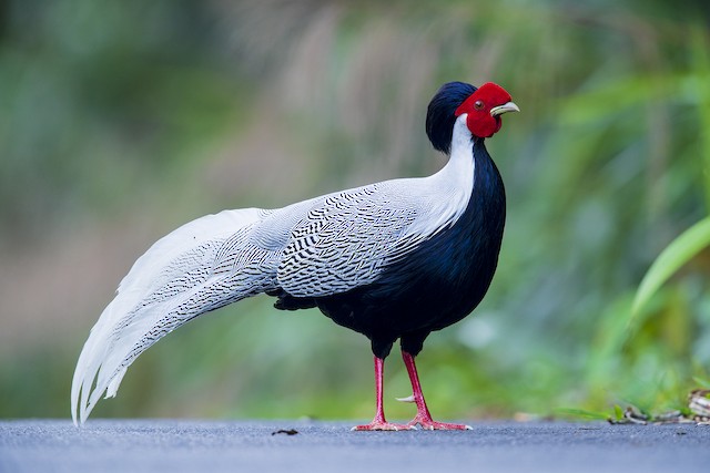 Silver Pheasant - eBird