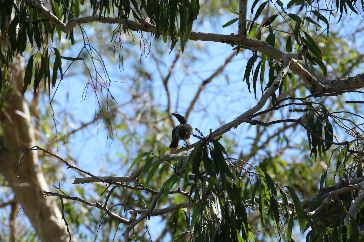 Helmeted Friarbird (Hornbill) - Ryan Fick