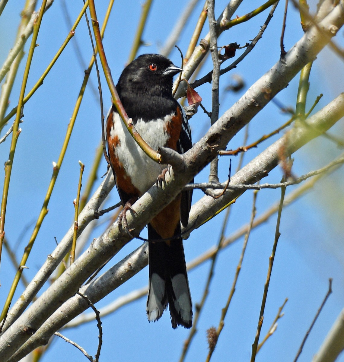 Spotted Towhee - ML147395511