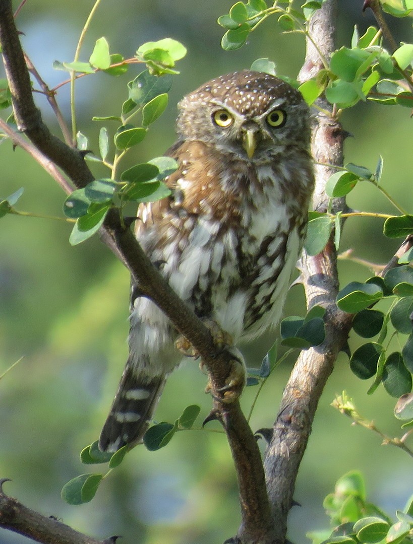 Pearl-spotted Owlet - George and Teresa Baker