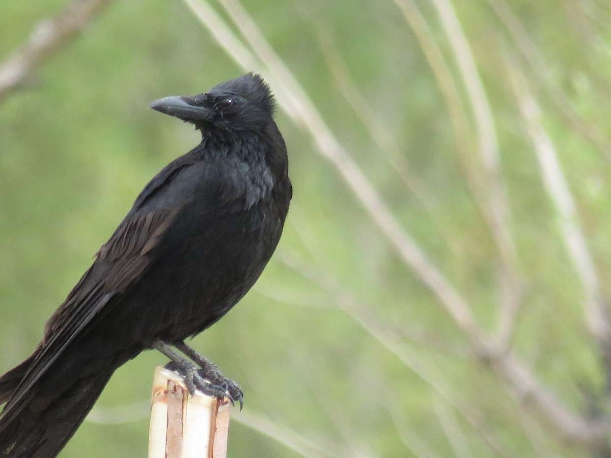 Large-billed Crow - Dorjey Daya