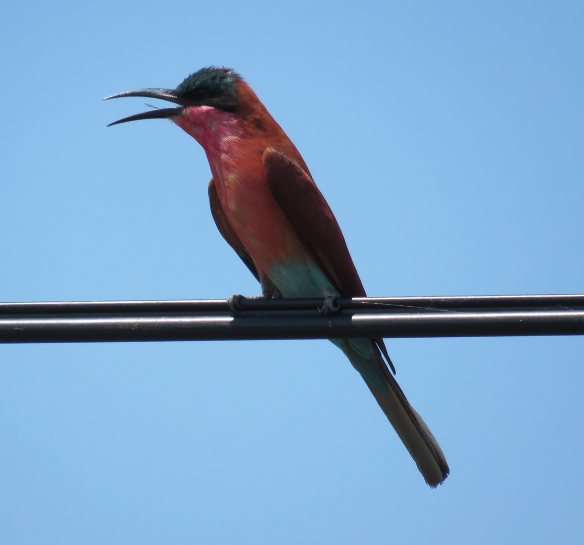 Southern Carmine Bee-eater - George and Teresa Baker
