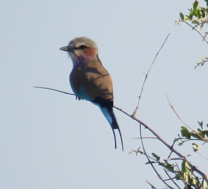 Lilac-breasted Roller - George and Teresa Baker