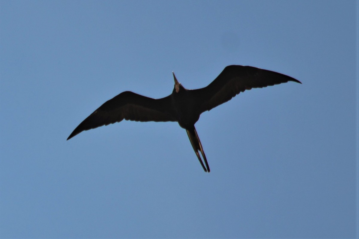 Magnificent Frigatebird - Docia Hooey