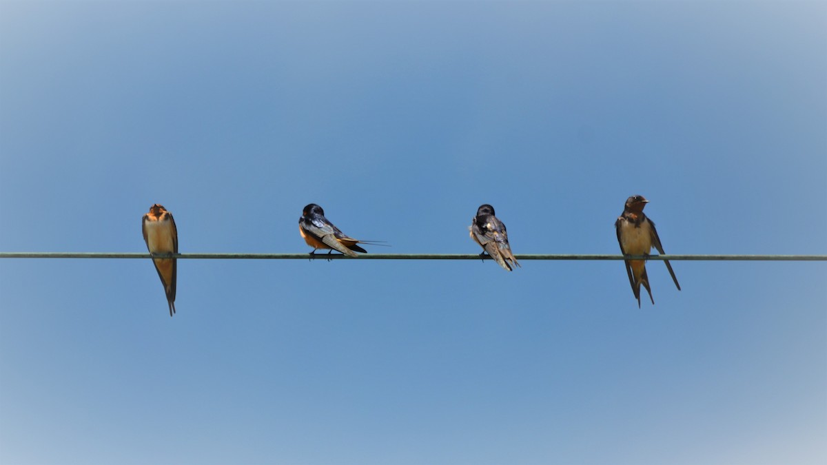 Barn Swallow - Docia Hooey