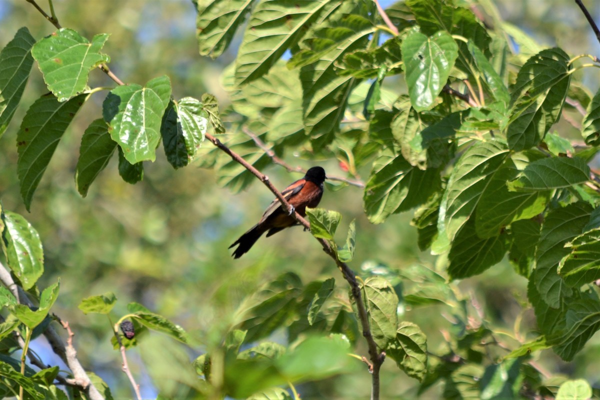 Orchard Oriole - ML147398691