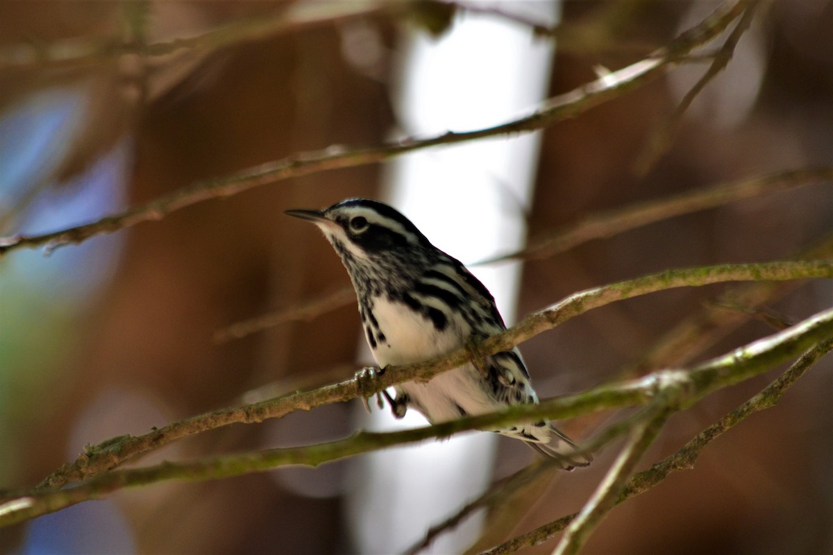 Black-and-white Warbler - ML147398761