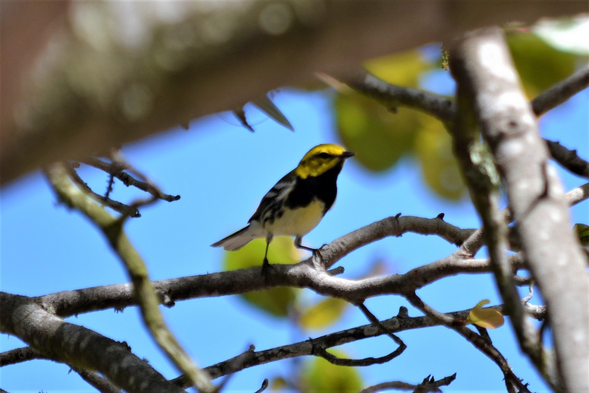 Black-throated Green Warbler - Docia Hooey
