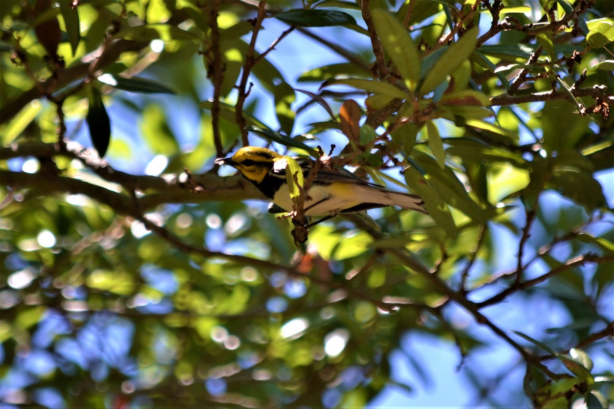 Black-throated Green Warbler - ML147398841