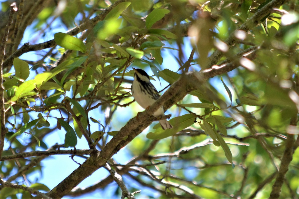 Blackpoll Warbler - Docia Hooey