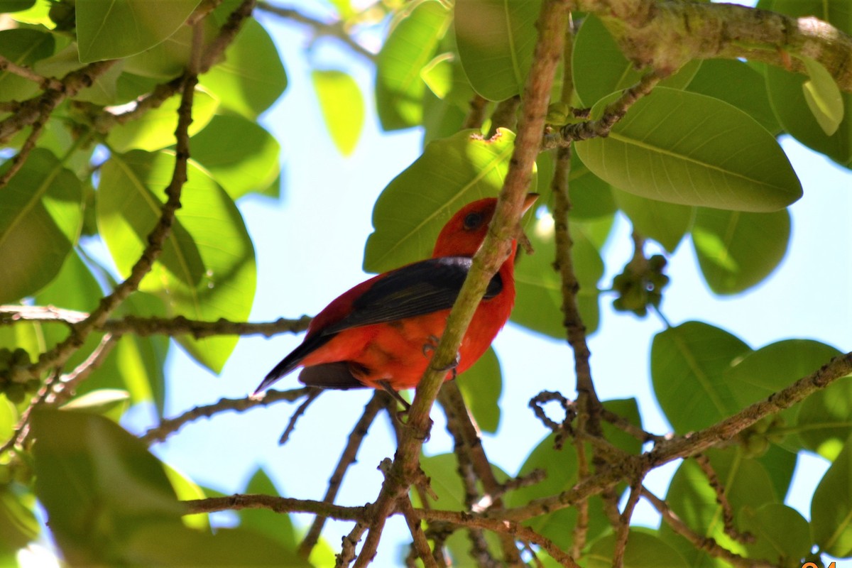 Scarlet Tanager - ML147399111