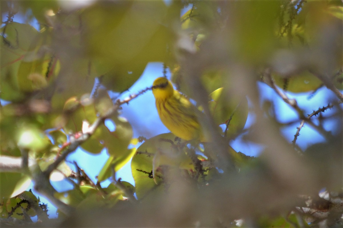 Yellow Warbler - Docia Hooey