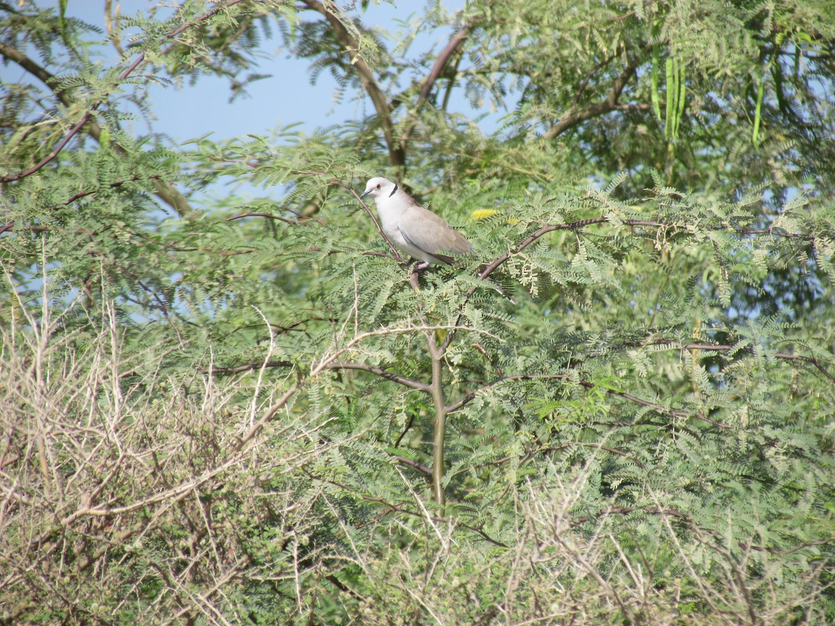 African Collared-Dove - ML147401211