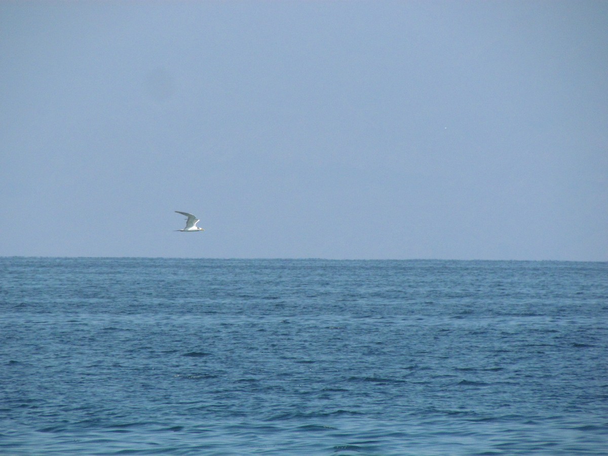 Great Crested Tern - ML147401241