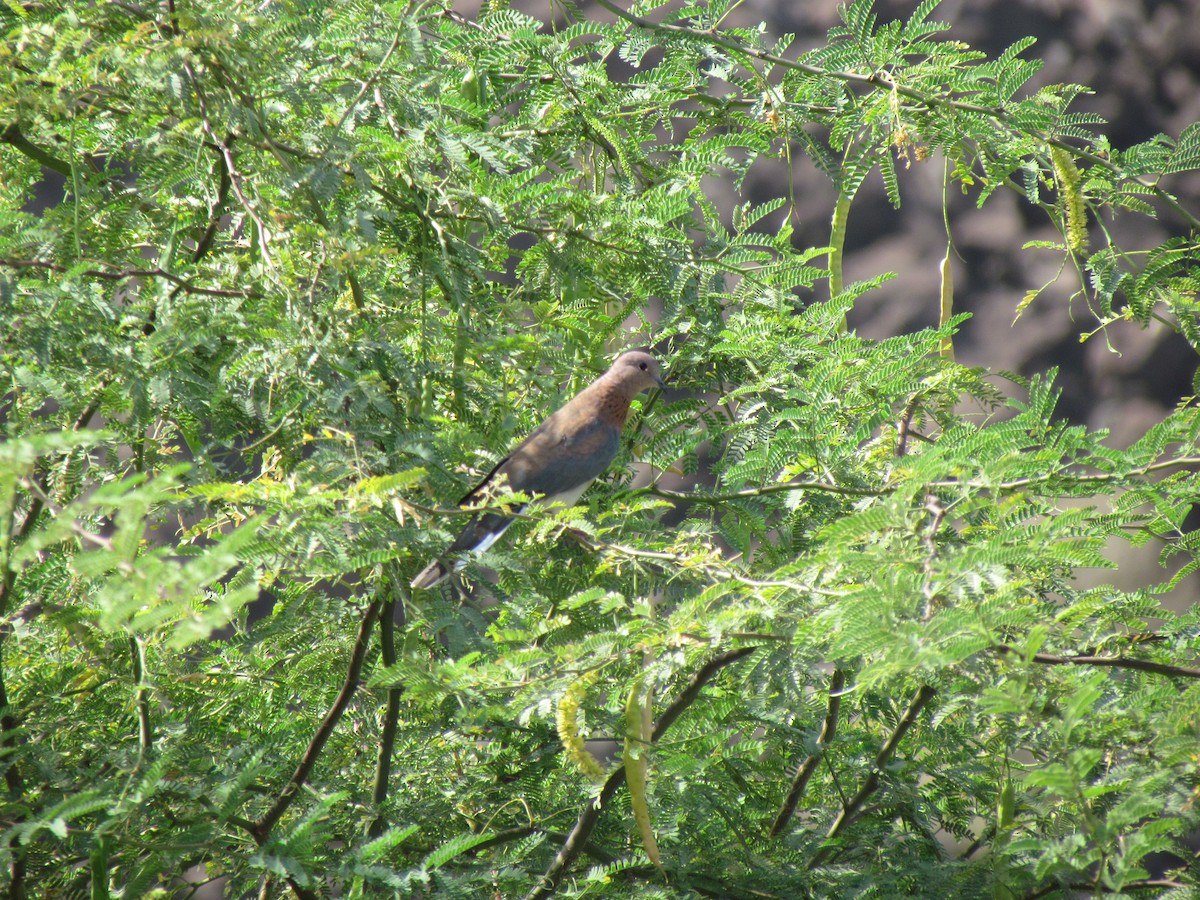 Laughing Dove - ML147401251
