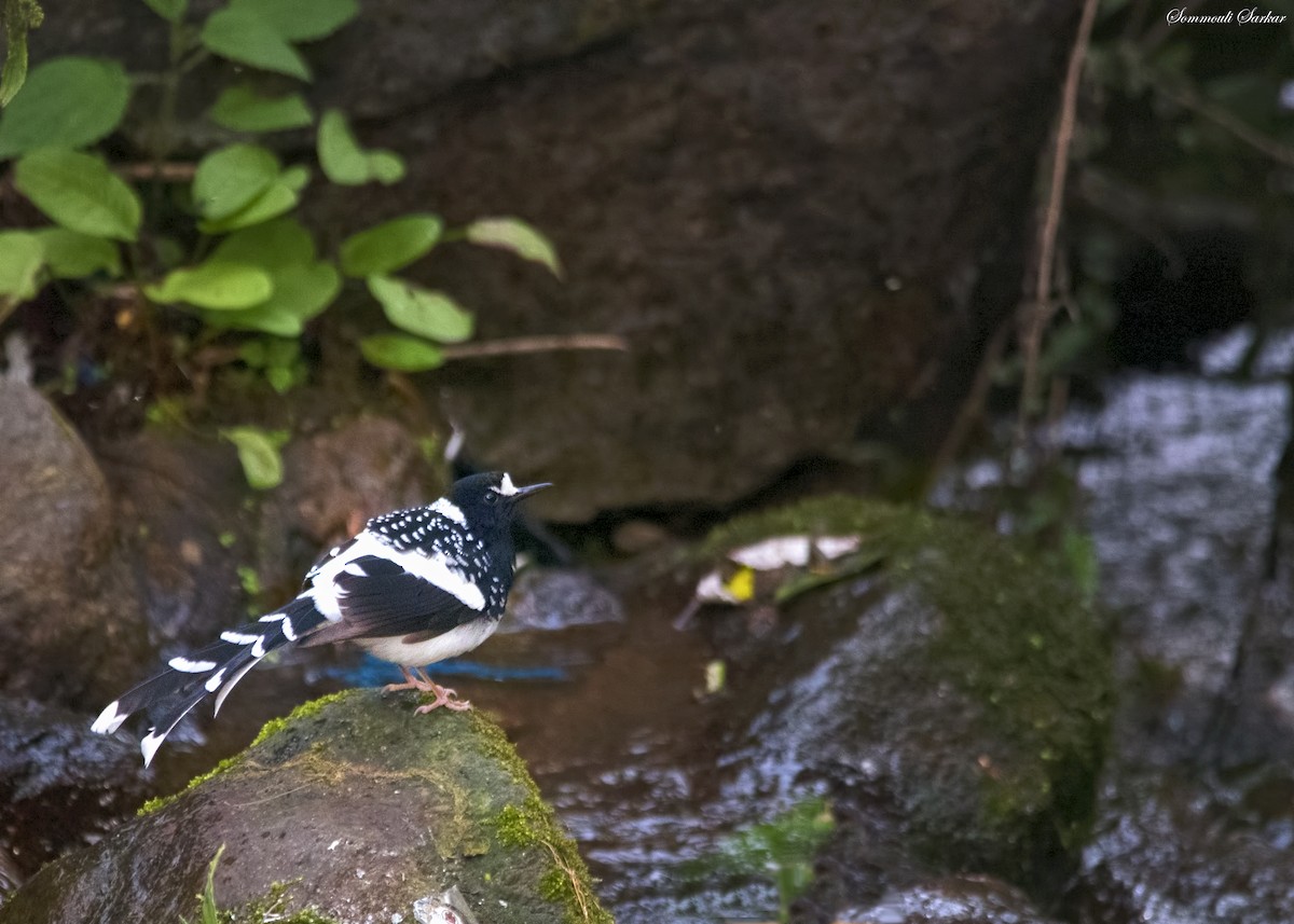 Spotted Forktail - ML147401471