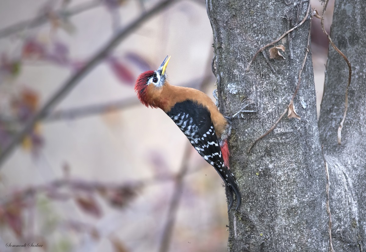Rufous-bellied Woodpecker - ML147401591