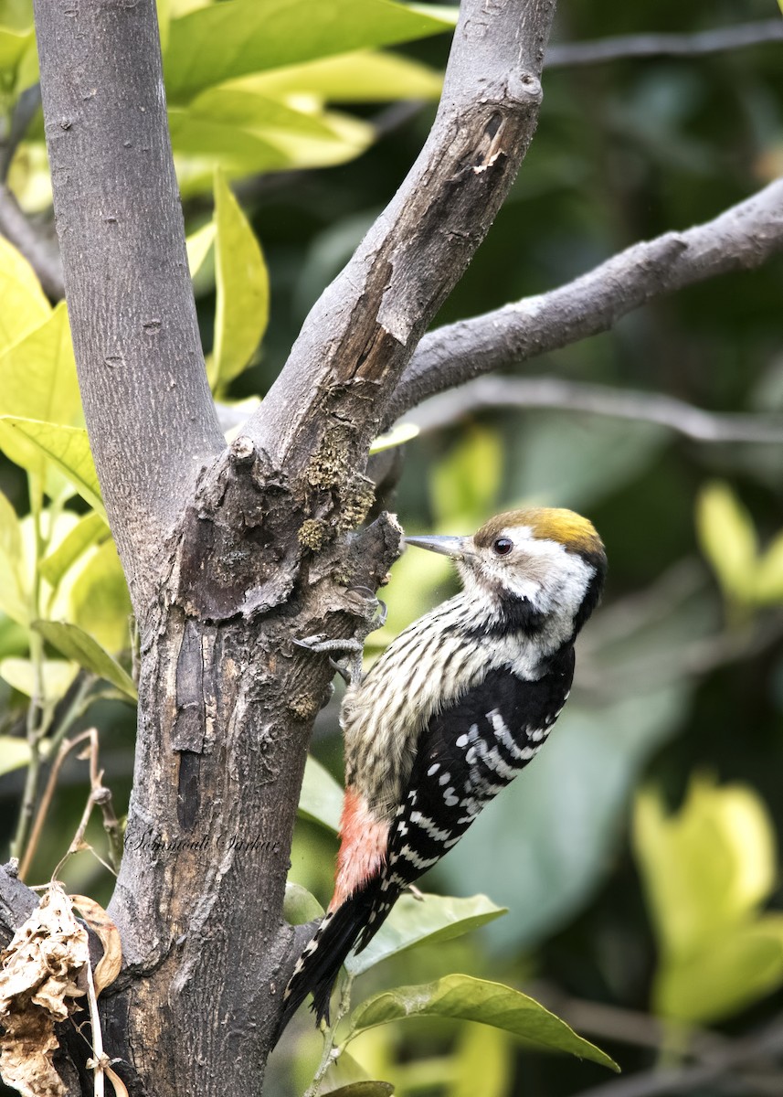 Brown-fronted Woodpecker - ML147401701