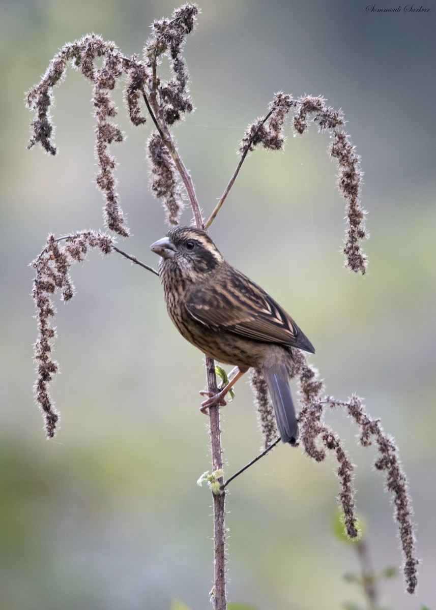 Spot-winged Rosefinch - Sommouli Sarkar