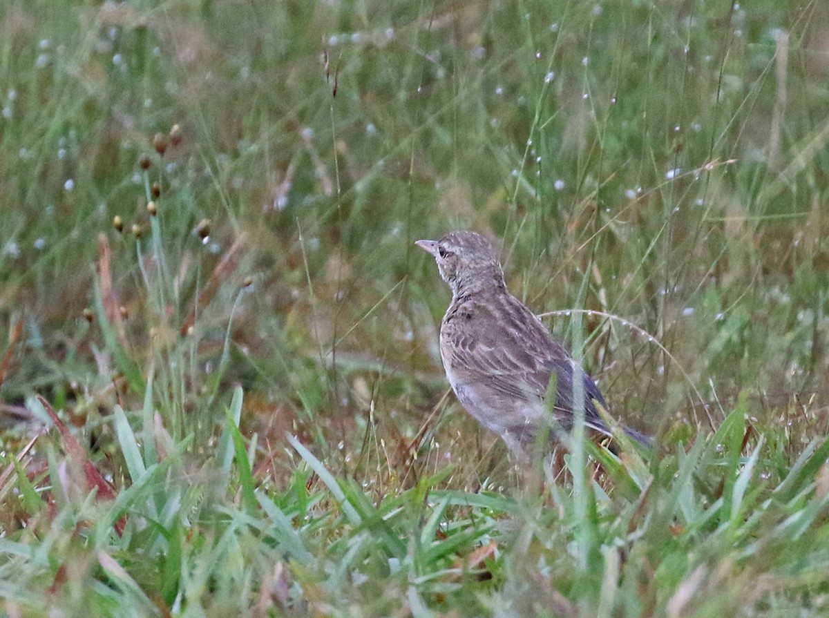 Paddyfield Pipit - Dave Bakewell