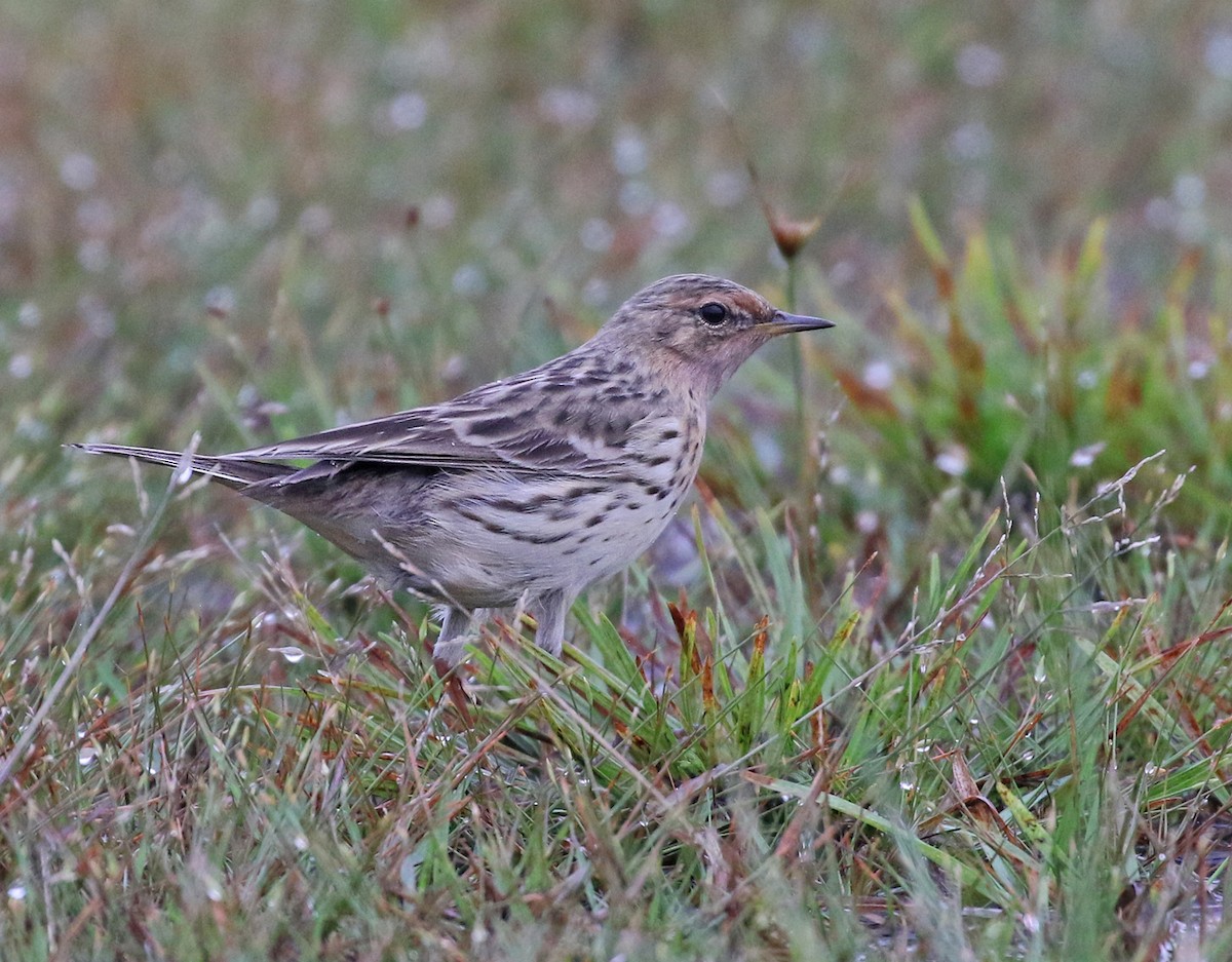 Red-throated Pipit - Dave Bakewell