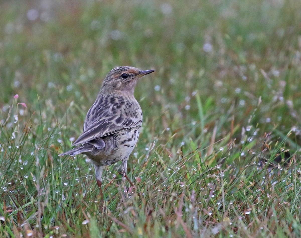 Red-throated Pipit - Dave Bakewell