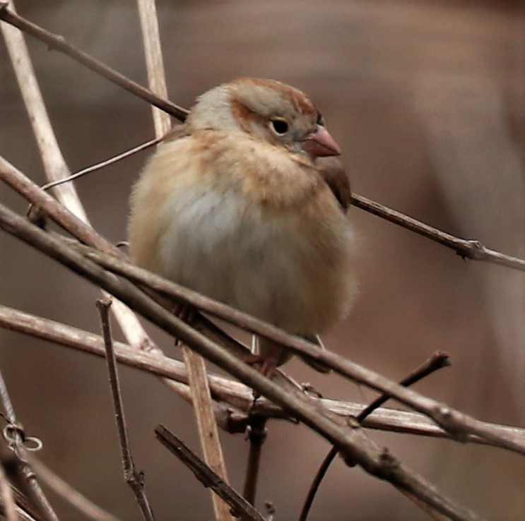 Field Sparrow - Renee Frederick