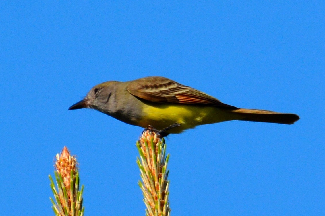 Great Crested Flycatcher - ML147404691
