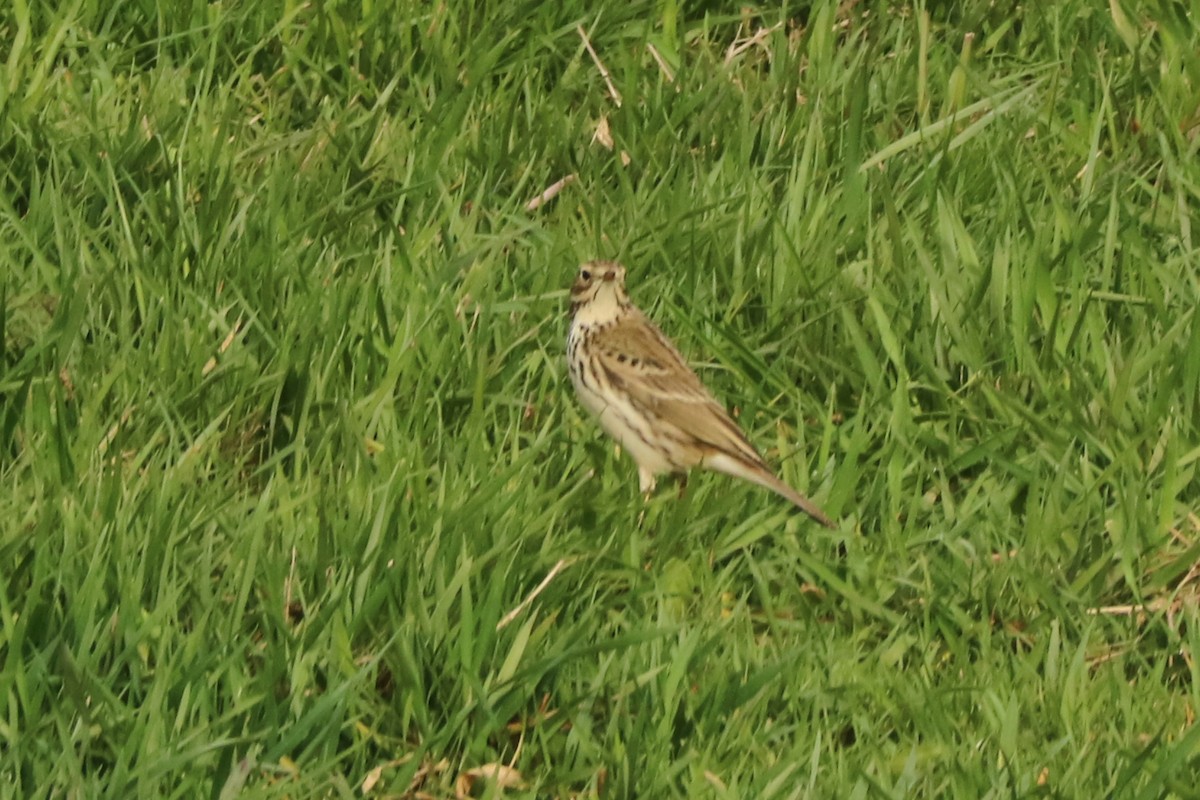 Meadow Pipit - ML147405421