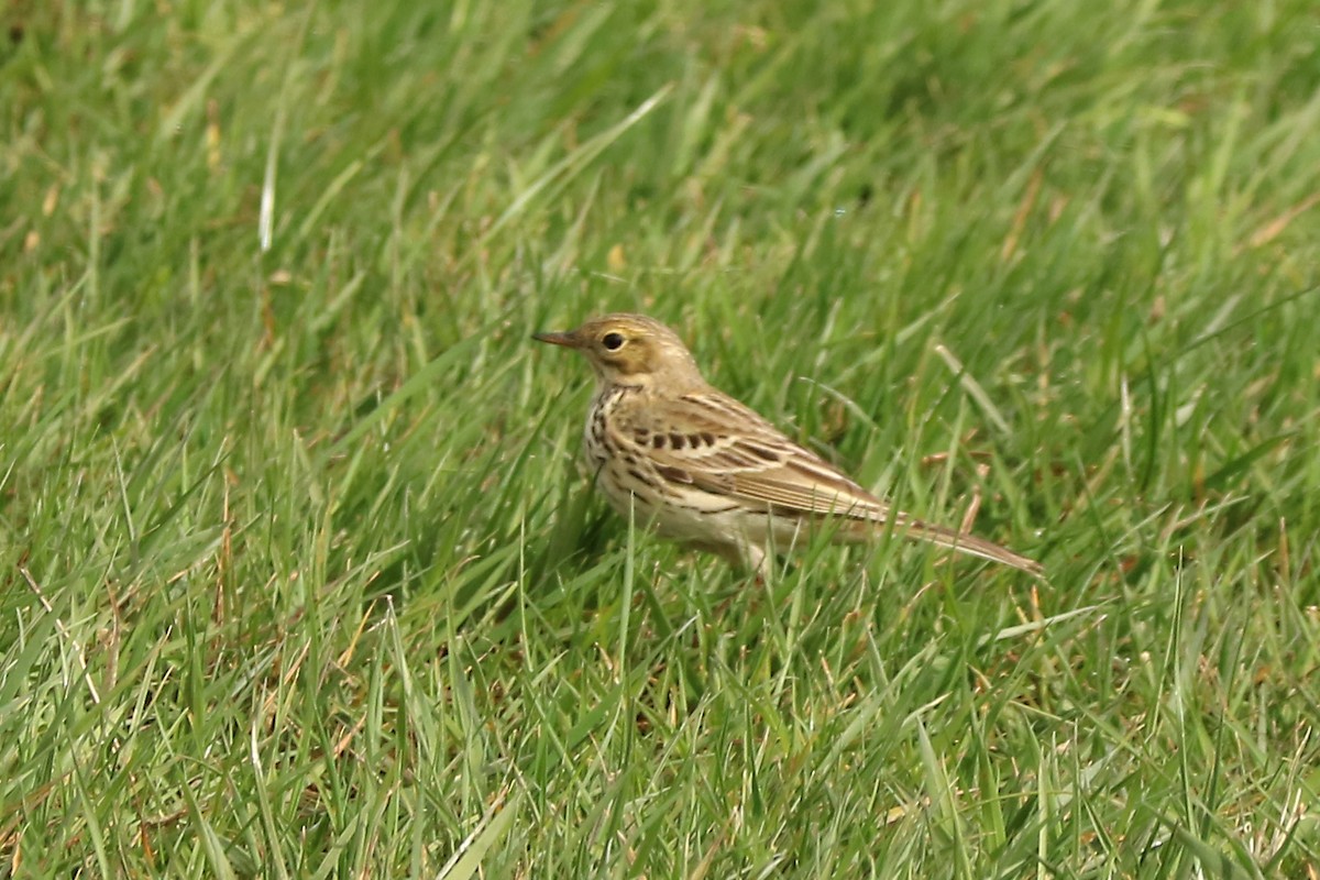 Meadow Pipit - ML147405431