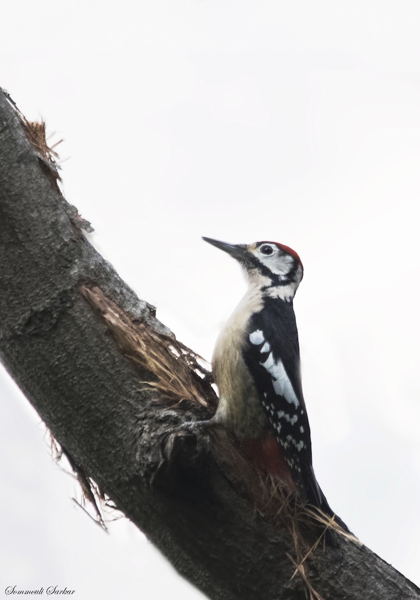 Himalayan Woodpecker - ML147405741