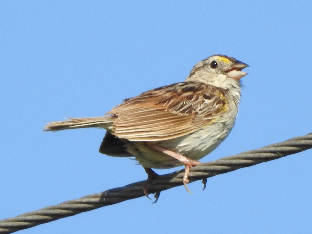 Grassland Sparrow - Guillermo Costa