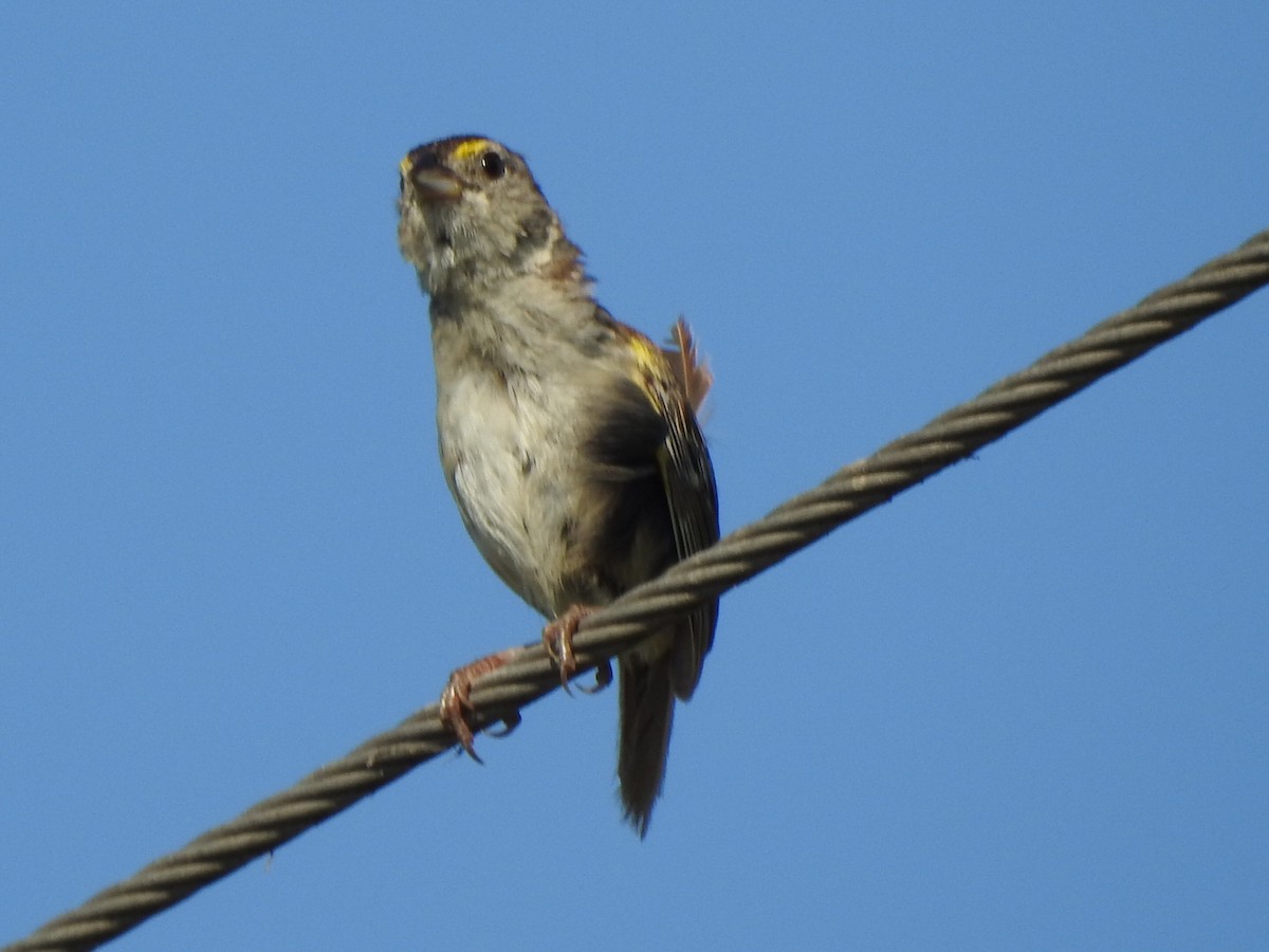 Grassland Sparrow - Guillermo Costa