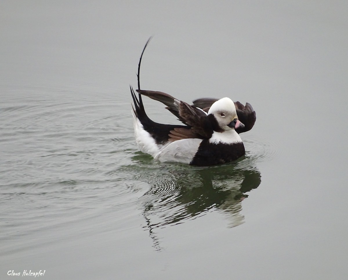 Long-tailed Duck - Claus Holzapfel
